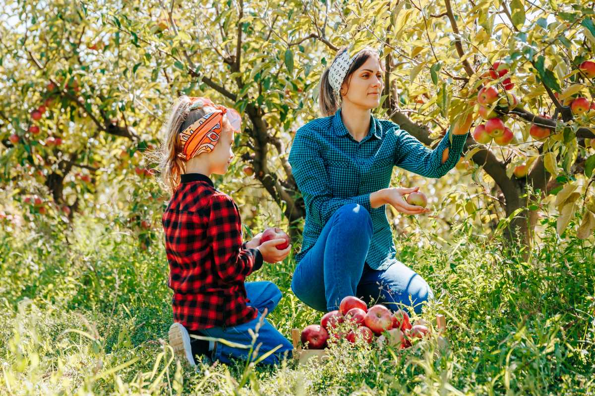 Apfel pflücken in Breisgau-Hochschwarzwald – Wann ist es erl