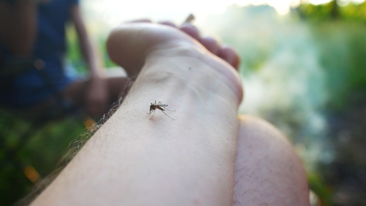 Insektenstiche in breisgau-hochschwarzwald: Erste Hilfe und 