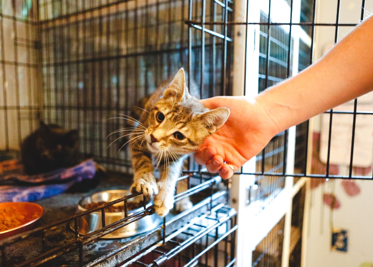 Katze mikrochippen breisgau-hochschwarzwald – Schutz & Sicherheit