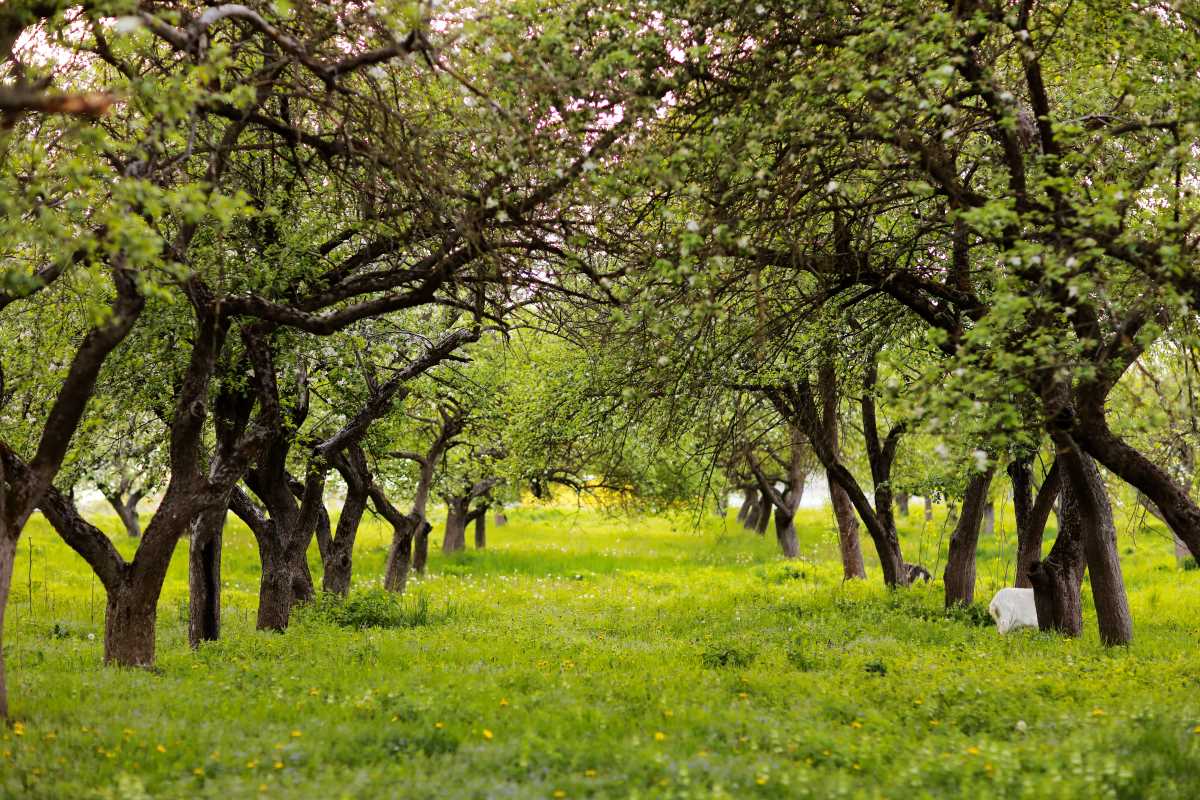 Streuobstwiese kaufen in Breisgau-Hochschwarzwald — lohnt si