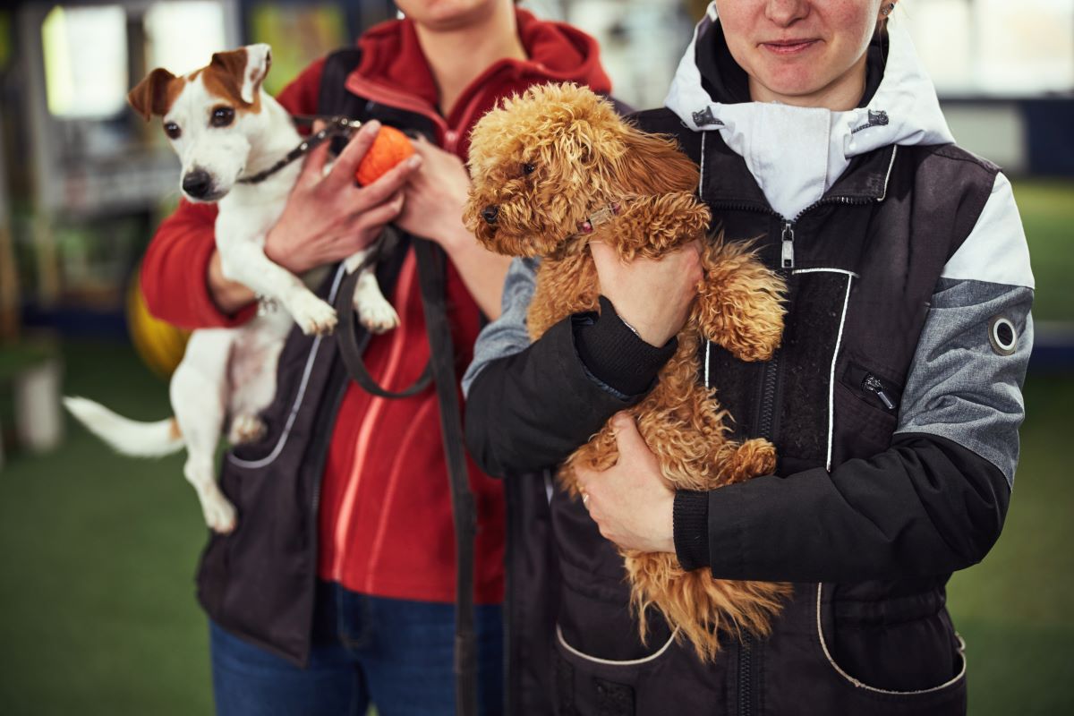 Tier adoptieren breisgau-hochschwarzwald – Tierheim statt Züchter